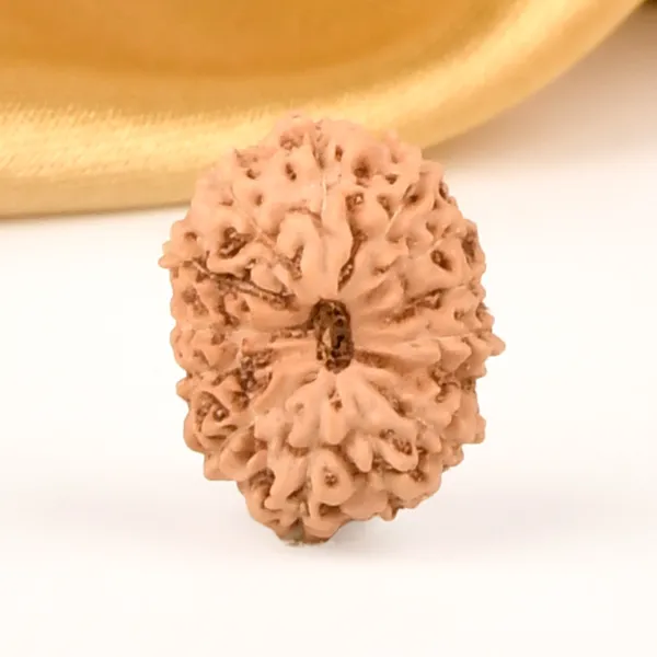 14_Mukhi_Rudraksha_Bead_Java_Indonesia