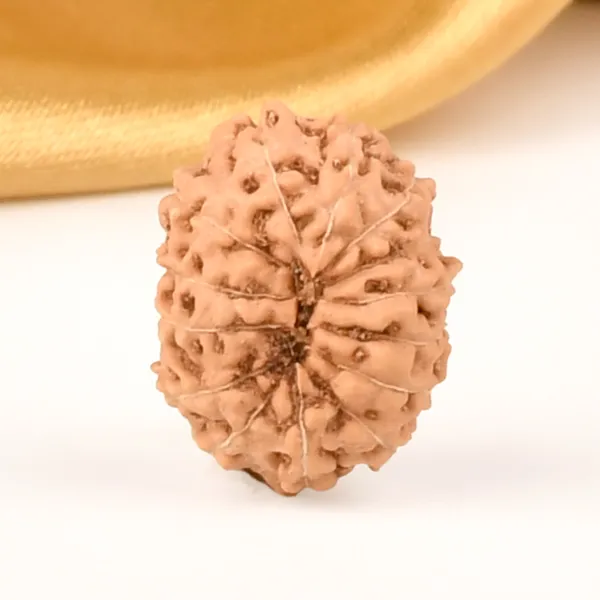14_Mukhi_Rudraksha_Bead_Java_Indonesia