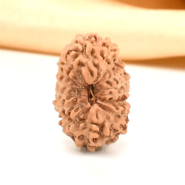 Techpandit_16_Mukhi_Rudraksha_Bead_Java_Indonesia_Large