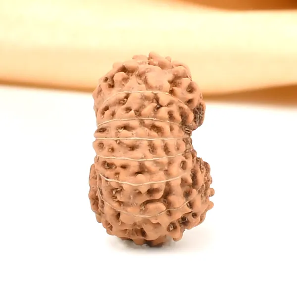 Techpandit_16_Mukhi_Rudraksha_Bead_Java_Indonesia_Large