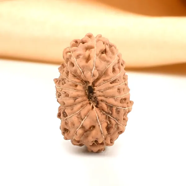 Techpandit_16_Mukhi_Rudraksha_Bead_Java_Indonesia_Large