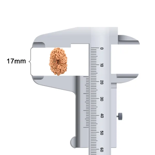 Techpandit_16_Mukhi_Rudraksha_Bead_Java_Indonesia_Large