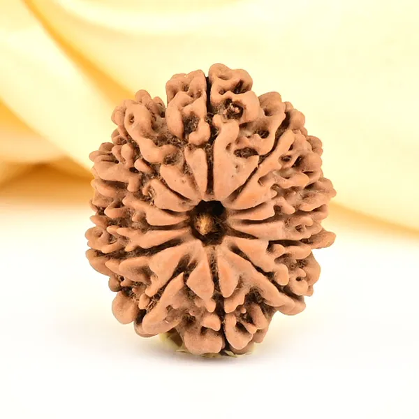 12_Mukhi_From_Nepal_Small_Cdli