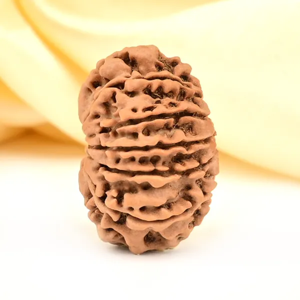 12_Mukhi_From_Nepal_Small_Cdli