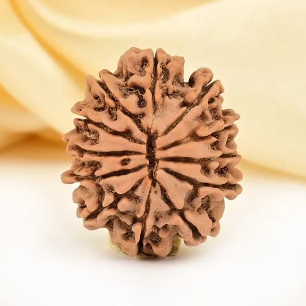 12_Mukhi_From_Nepal_Small_Cdli
