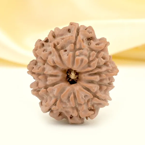 12_Mukhi_From_Nepal_Small_Cdxxv
