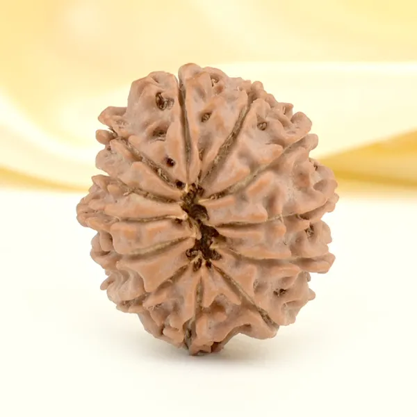 12_Mukhi_From_Nepal_Small_Cdxxv