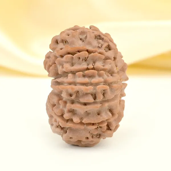 12_Mukhi_From_Nepal_Small_Cdxxv