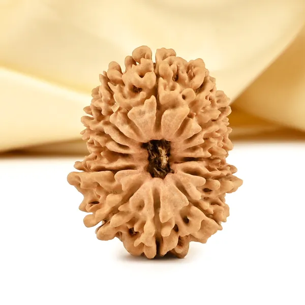 14_Mukhi_From_Nepal_Cclxix_Small