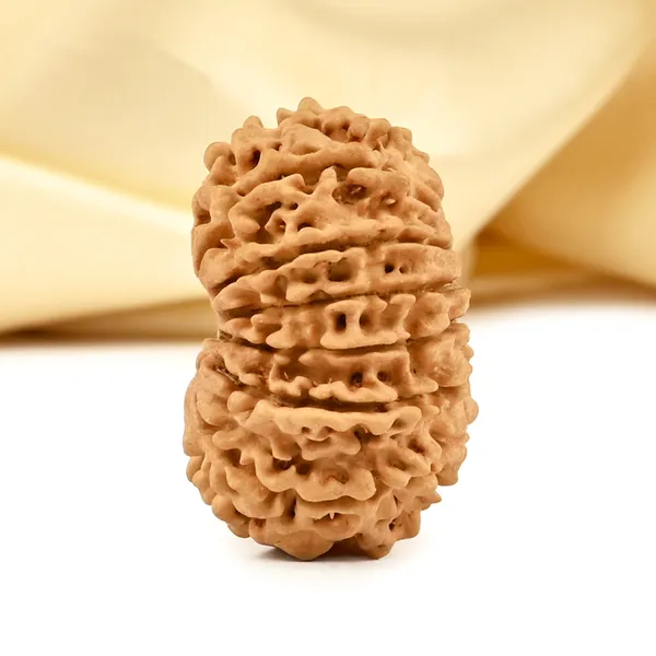 14_Mukhi_From_Nepal_Cclxix_Small