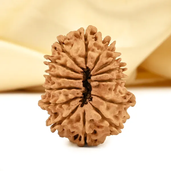 14_Mukhi_From_Nepal_Cclxix_Small