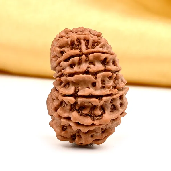 15_Mukhi_From_Nepal_Cxxxiii