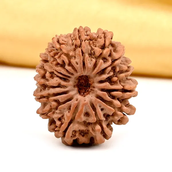 15_Mukhi_From_Nepal_Cxxxiii
