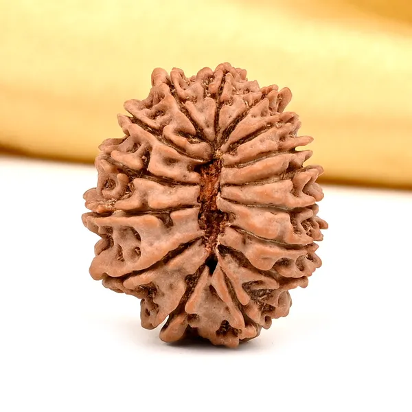 15_Mukhi_From_Nepal_Cxxxiii