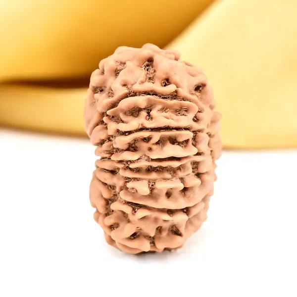 14_Mukhi_From_Nepal_Small_Ccxxvii