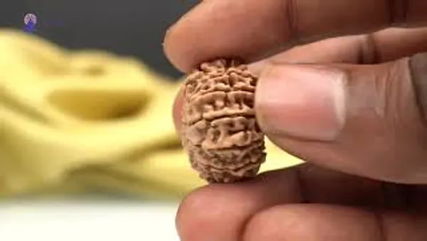 14_Mukhi_From_Nepal_Small_Ccxxvii