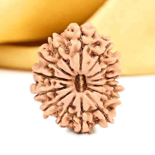 14_Mukhi_From_Nepal_Small_Ccxxvii