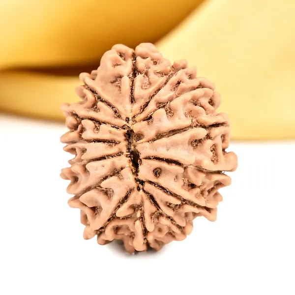14_Mukhi_From_Nepal_Small_Ccxxvii