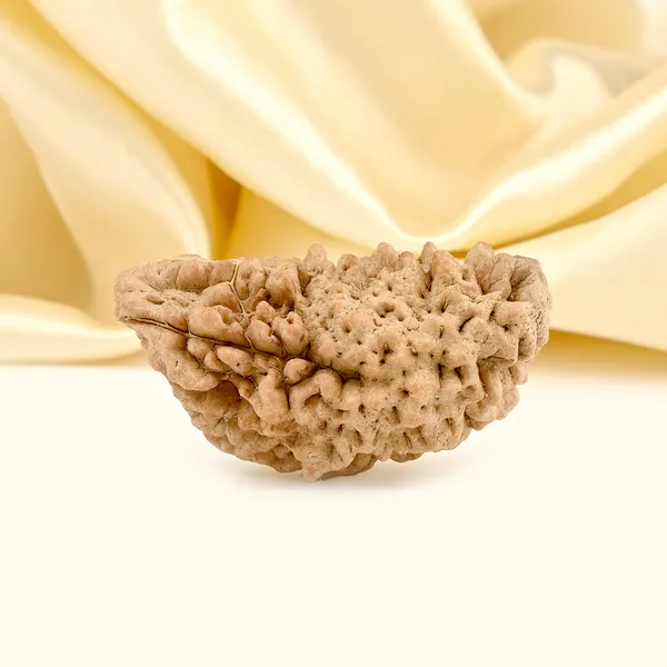 1_Mukhi_Half_Moon_Collector_Rudraksha_Bead