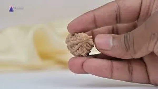 1_Mukhi_Half_Moon_Collector_Rudraksha_Bead