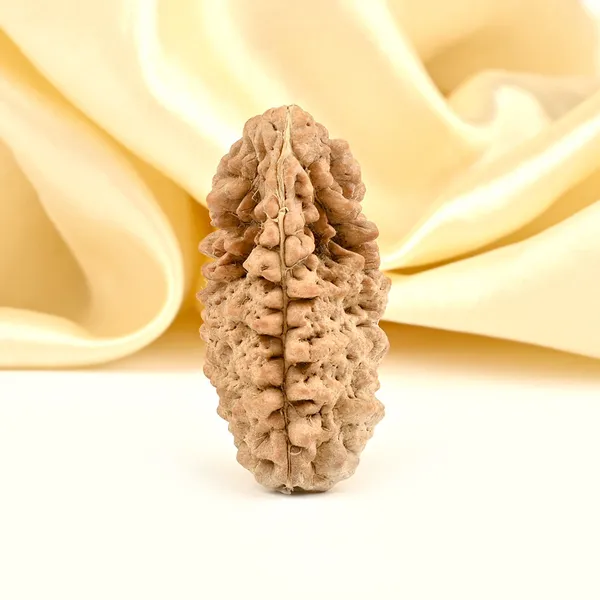 1_Mukhi_Half_Moon_Collector_Rudraksha_Bead
