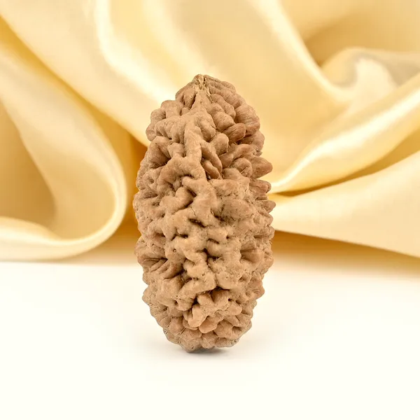 1_Mukhi_Half_Moon_Collector_Rudraksha_Bead