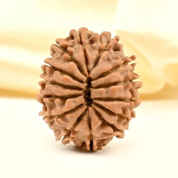 14_Mukhi_From_Nepal_Tiny_Xxiv