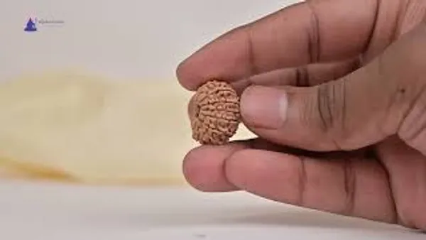 14_Mukhi_From_Nepal_Tiny_Xxiv