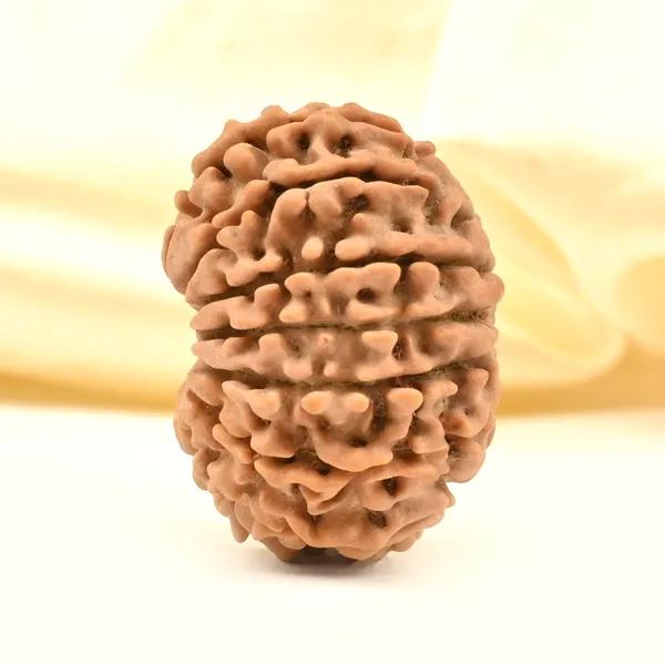 14_Mukhi_From_Nepal_Tiny_Xxiv