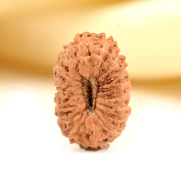 17_Mukhi_From_Java_Indonesia_Small_Cclviii