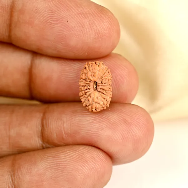 17_Mukhi_From_Java_Indonesia_Small_Cclviii
