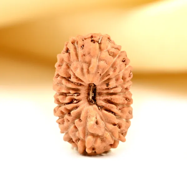 17_Mukhi_From_Java_Indonesia_Small_Cclviii