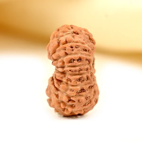 17_Mukhi_From_Java_Indonesia_Small_Cclviii