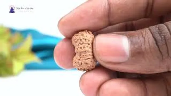 Techpandit_19_Mukhi_Rudraksha_Bead_Indonesia_Large