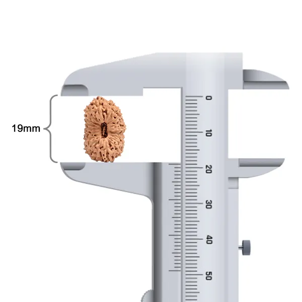 Techpandit_19_Mukhi_Rudraksha_Bead_Indonesia_Large