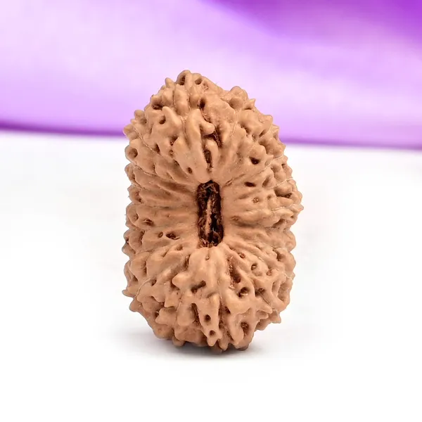 Techpandit_19_Mukhi_Rudraksha_Bead_Indonesia_Large