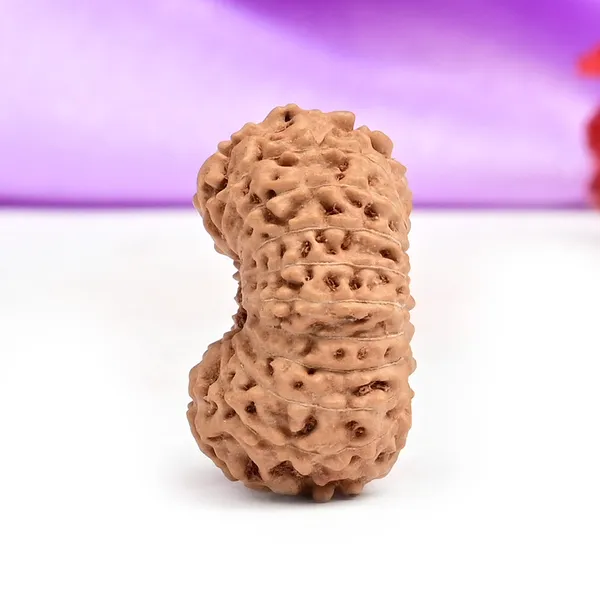 Techpandit_19_Mukhi_Rudraksha_Bead_Indonesia_Large