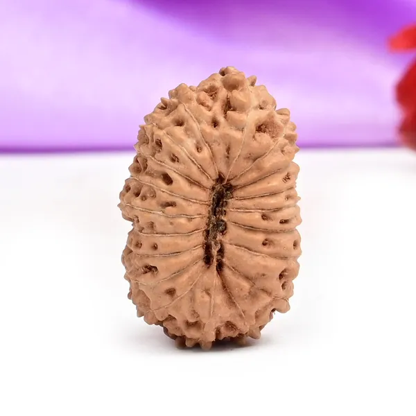 Techpandit_19_Mukhi_Rudraksha_Bead_Indonesia_Large