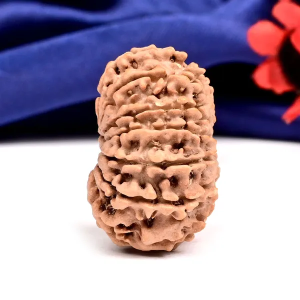 12_Mukhi_From_Nepal_Large_Cxxvi