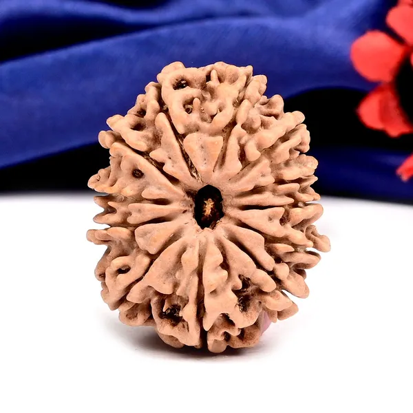 12_Mukhi_From_Nepal_Large_Cxxvi