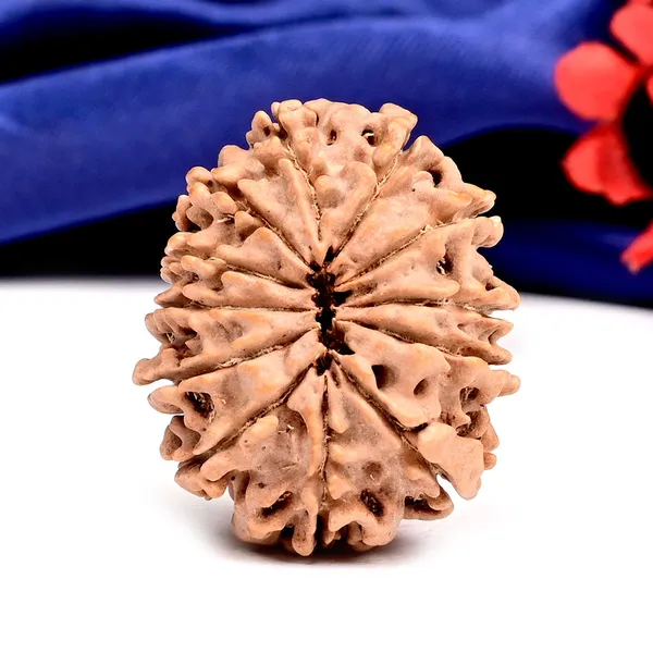 12_Mukhi_From_Nepal_Large_Cxxvi