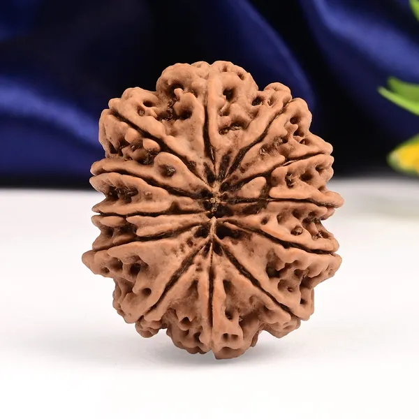 12_Mukhi_From_Nepal_Large_Xci