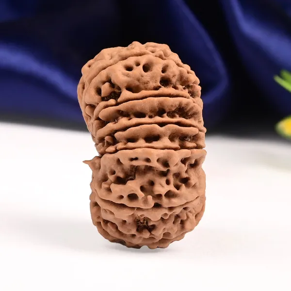 12_Mukhi_From_Nepal_Large_Xci