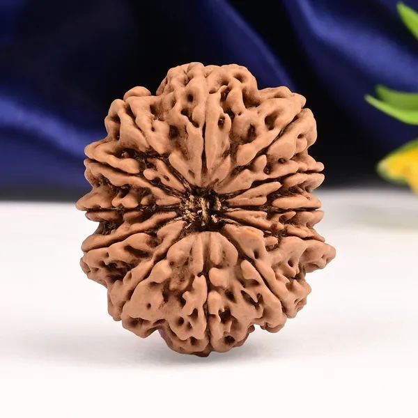 12_Mukhi_From_Nepal_Large_Xci