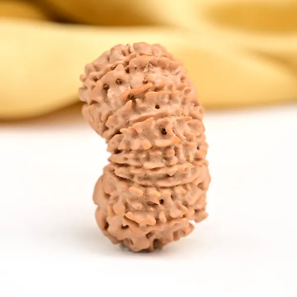 15_Mukhi_From_Nepal_Small_Clxiv