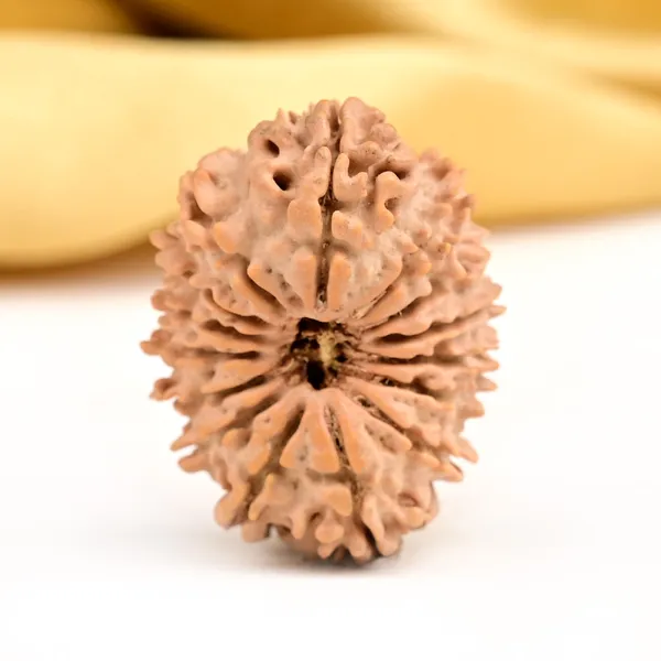 15_Mukhi_From_Nepal_Small_Clxiv