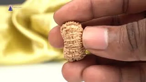 15_Mukhi_From_Nepal_Small_Clxiv