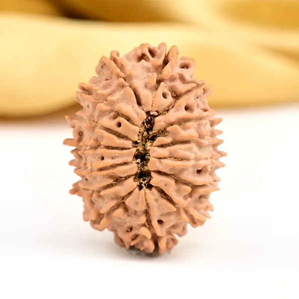 15_Mukhi_From_Nepal_Small_Clxiv