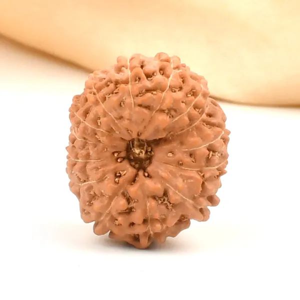 14_Mukhi_From_Java_Indonesia_Large_Clxv