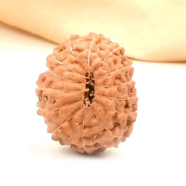 14_Mukhi_From_Java_Indonesia_Large_Clxv